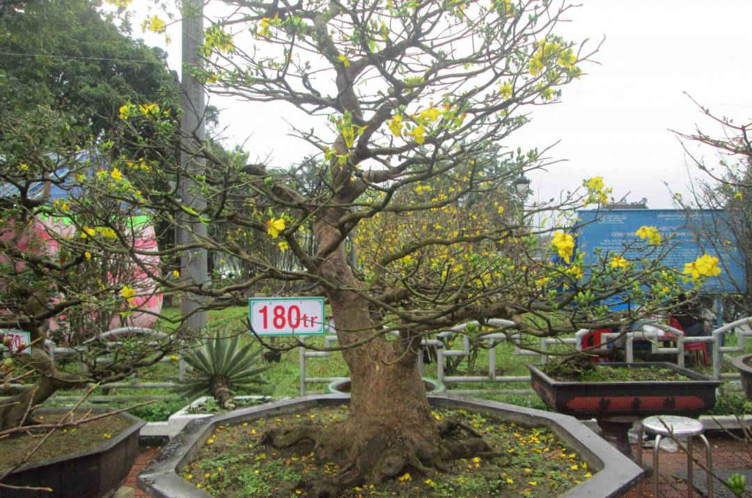 Nhiều cây mai vàng có giá trị bị trộm vào dịp cuối năm