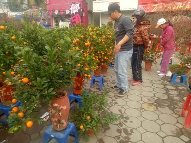 Quất cảnh một trong loài cây truyền thống được người Việt ưa chuộng mỗi độ Tết đến, xuân về