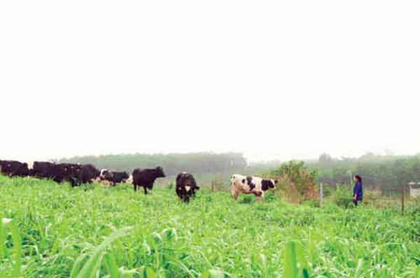 trang trại bò sữa