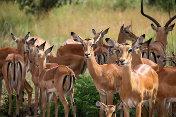 Một đàn linh dương ở Vườn quốc gia, phía Đông Rwanda. Ảnh: Tân Hoa Xã / Barcroft Images