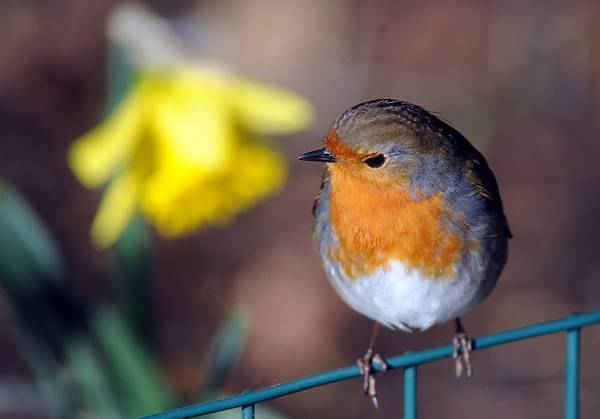 Chim cổ đỏ và hoa thủy tiên trong ánh nắng mùa đông tại công viên động vật hoang dã Cotswold ở Oxfordshire, Anh Quốc. Hình ảnh: Paul Nicholls / Barcroft Images