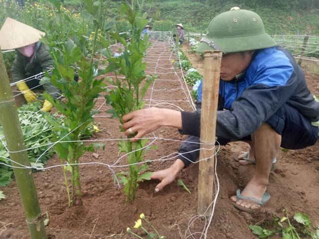 Và để có những luống hoa đẹp không thể không nhắc tới công sức của các công nhân trồng hoa, những người vẫn ngày miệt mãi để có những cánh đồng hoa đẹp phục vụ người dân