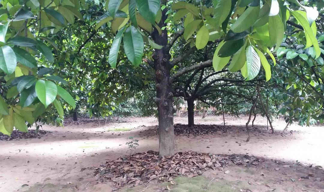 5-“Mục sở thị” ngôi nhà vườn đẹp và độc đáo nhất xứ Huế