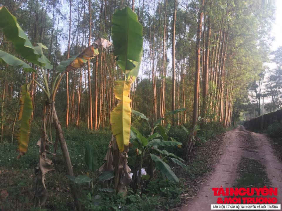 Tương tự như bãi đổ đất thải ở xã Đại Lâm, bãi thải tại xã Tân Dĩnh cũng không hề có bất cứ xe đất thải nào của Dự án đường cao tốc Bắc Giang đổ vào.