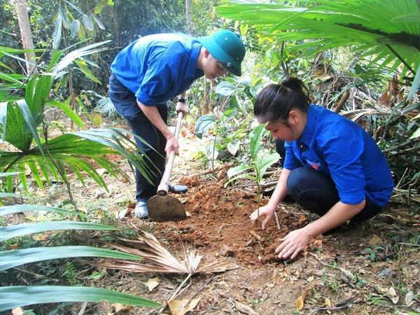 Đoàn viên thanh niên đang trồng cây