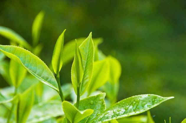 Trà xanh có nhiều tác dụng tốt đối với sức khỏe.