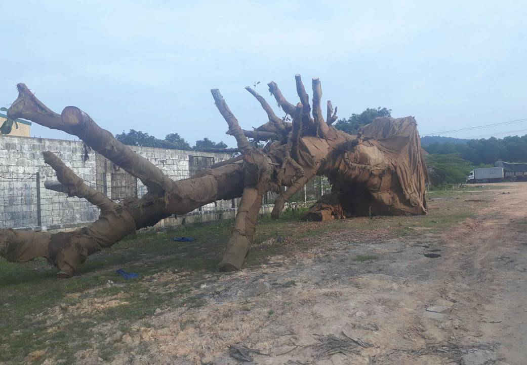 Hiện 3 cây gỗ đang được tập kết ở một bãi đất trống