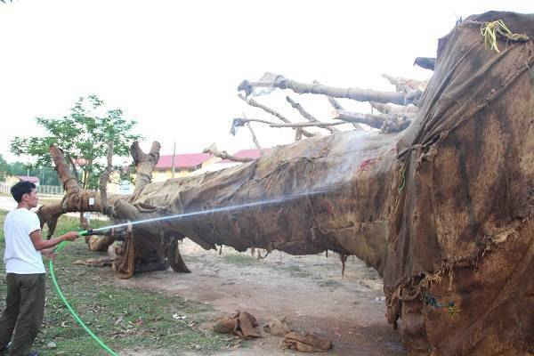 Một người dân được thuê để tưới cây