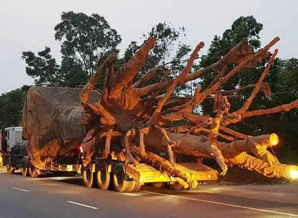 Những gốc cây “khủng” tại thời điểm bị phát hiện