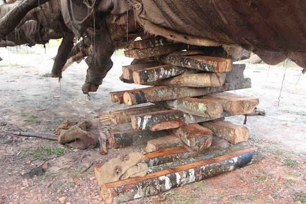 Những khúc gỗ được chồng lên để cân bằng thân cây