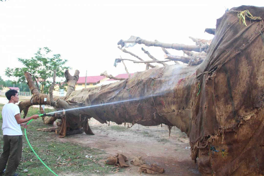 Một người dân được thuê để tưới cây