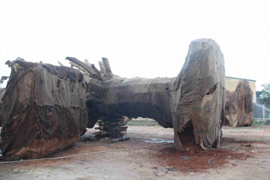 Chi cục Kiểm lâm Thừa Thiên Huế thông tin 3 cây đa “khủng” đảm bảo hồ sơ, đúng trình tự và đúng thẩm quyền...