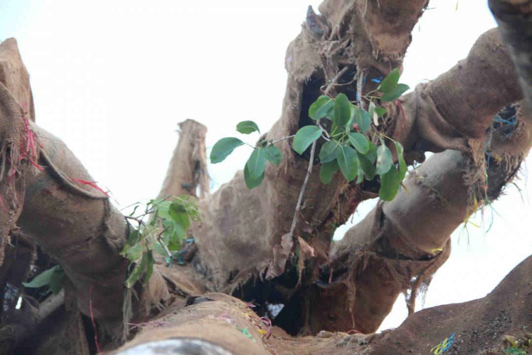 Có cây vẫn còn lá xanh tươi
