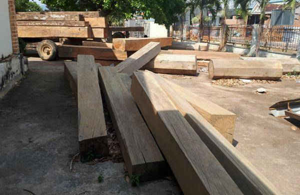 những cây gỗ cổ thu bị lâm tặc cưa thành khcú đi tiêu thụ