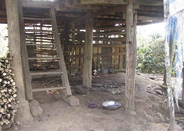 Chăn thả gia súc dưới gầm nhà, gần nơi ở vẫn là thói quen khó thay đổi của người dân vùng cao.
