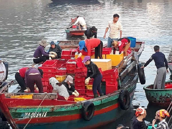 Những chuyến tàu đầy ắp hải sản cập bến bến cá Nghi Thủy lúc bình minh
