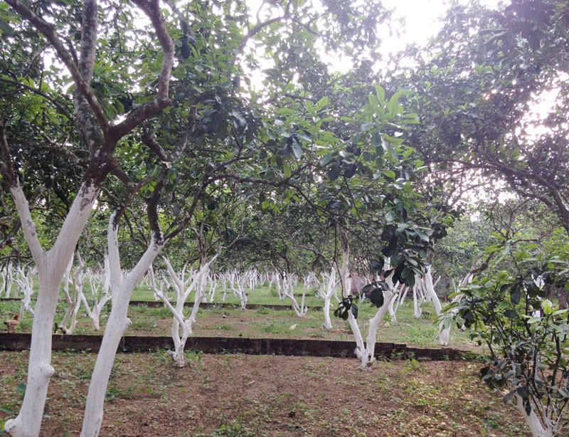 dat hoa lac tang nong 3