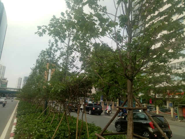 Lãng mạn với hàng phong xanh trên con đường đẹp nhất thủ đô
