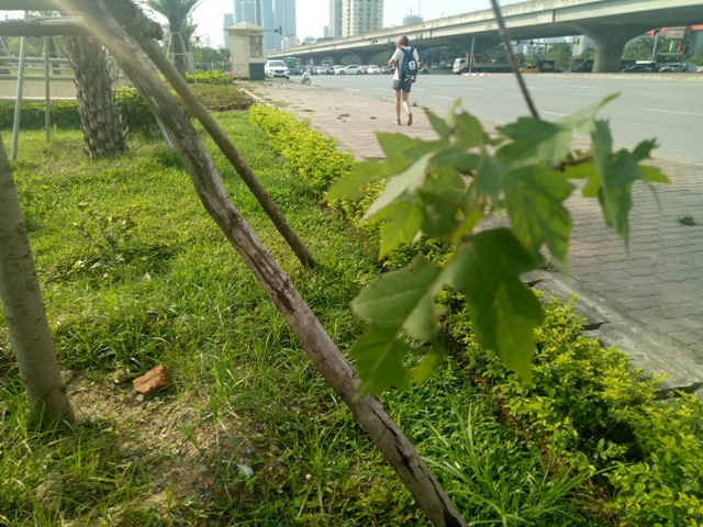 Phong là một loài cây ôn đới, được trồng nhiều ở các nước như Canada, Hàn Quốc, Nhật Bản… 