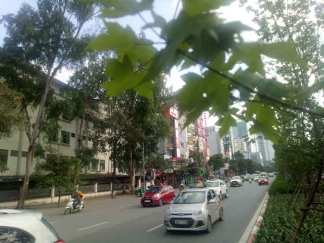 những cây phong vẫn đang sống tốt và cho ra lá đều.