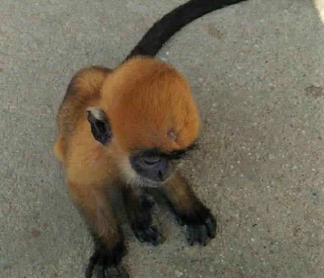 voc