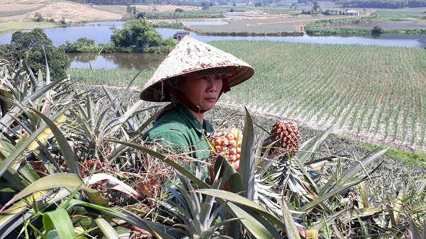 Người dân xót xa trước ruộng dứa chín vàng tới độ thu hoạch nhưng không có thương lái thu mau.