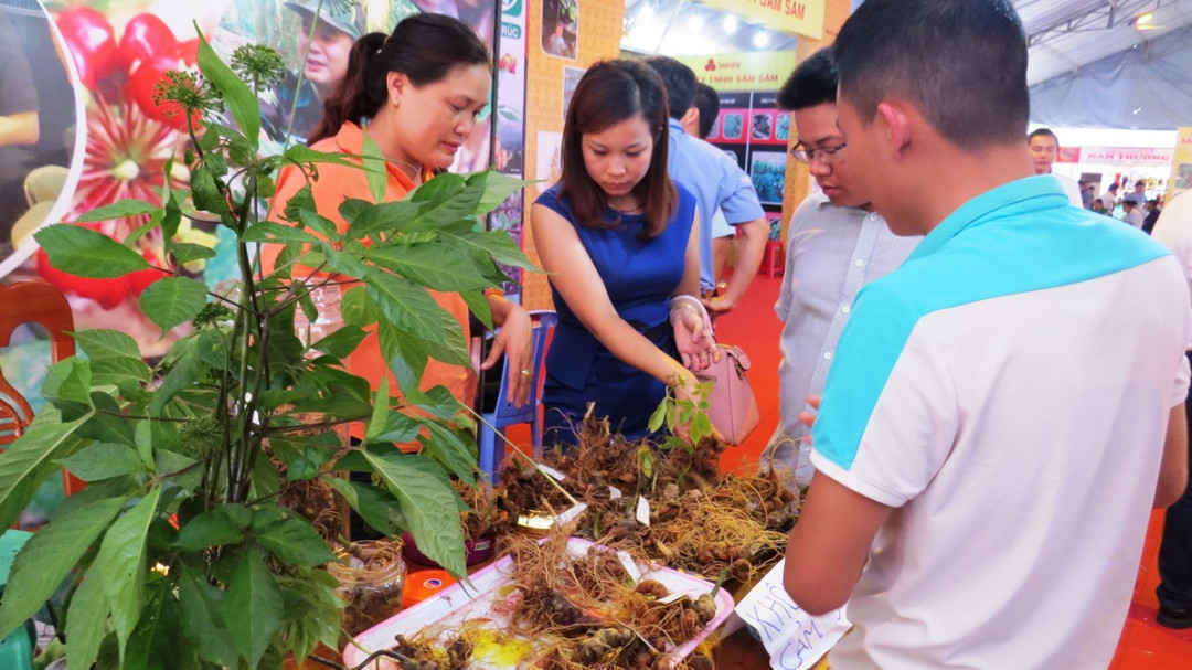 Hội chợ sâm Ngọc Linh được tổ chức hàng tháng tại huyện Nam Trà My (Quảng Nam)