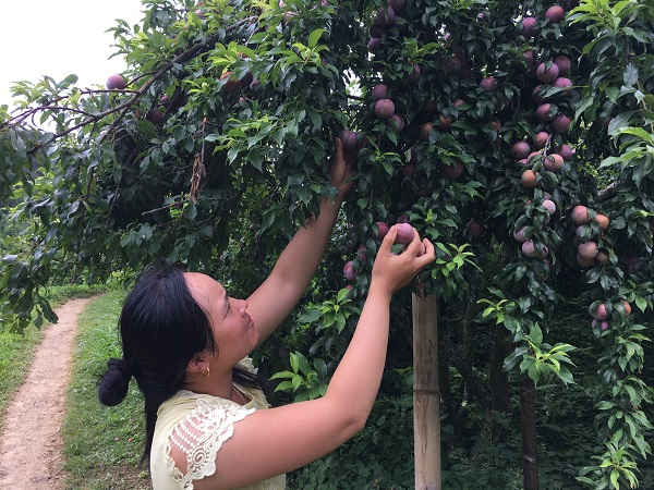 Dù đã vào cuối vụ, gia đình chị Đinh Thị Yến, tiểu khu Chờ Lồng, thị trấn Nông trường Mộc Châu vẫn còn nhiều mận do giá bán quá thấp
