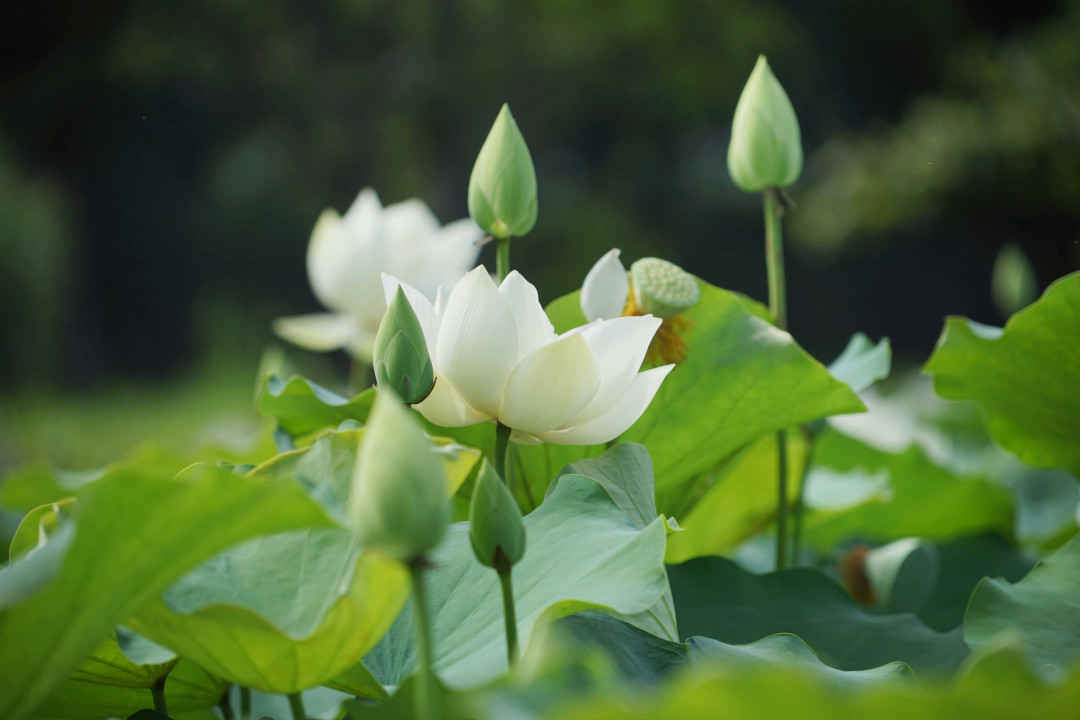 Những hoa sen trắng rực rở