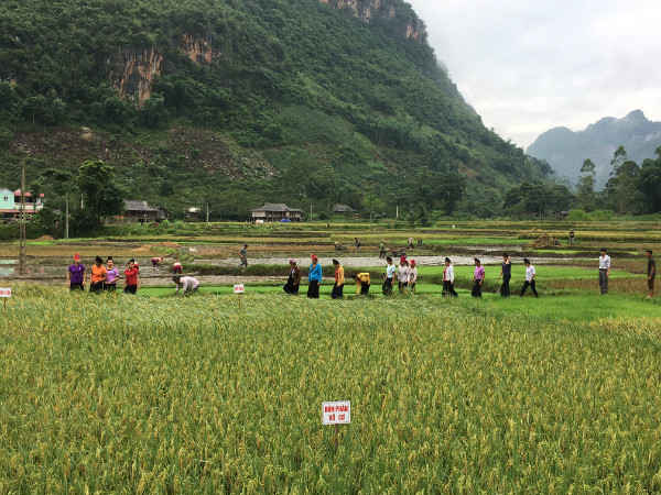 bản bó