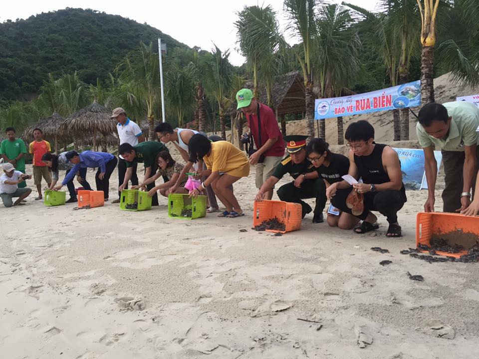 Rùa con được thả về biển