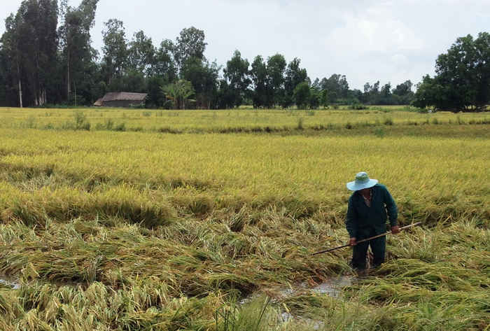 giang