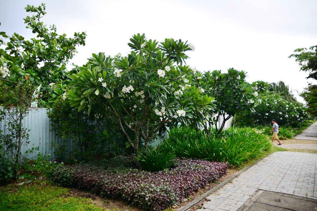 TP. Đà Nẵng đang quyết tâm thu hồi 11 dự án thuộc khu vực ven biển để phục vụ công cộng