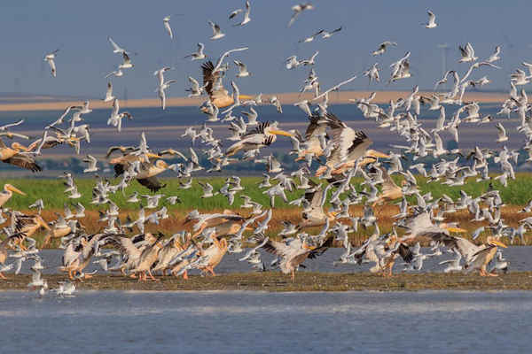 Bồ nông trắng và hải âu bay ở châu thổ sông Danube, Romania. Ảnh: Stelian Porojnicu / Alamy
