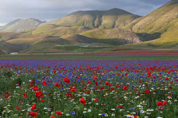 Toàn cảnh cánh đồng hoa ở Castelluccio di Norcia gần Perugia, Italy. Ảnh: Alessandro Bianchi / Reuters