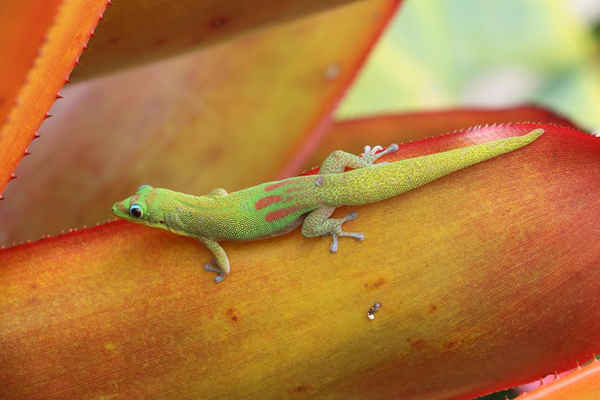 Một con tắc kè gold dust day gecko trên cây agave ở Đảo Lớn, Hawaii. Ảnh: Terry Sohl / Alamy Stock Photo