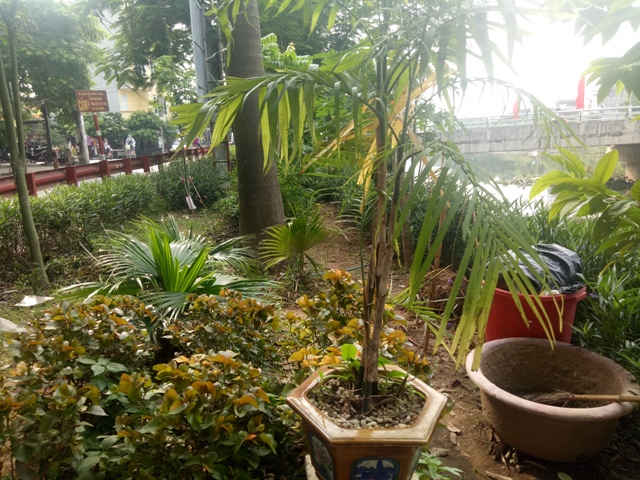 Vườn hoa khoe sắc