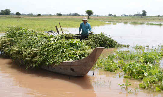 nong dan huyen an phu cung bat dau thu hoach rau mau chay lu 1532571223299273364975