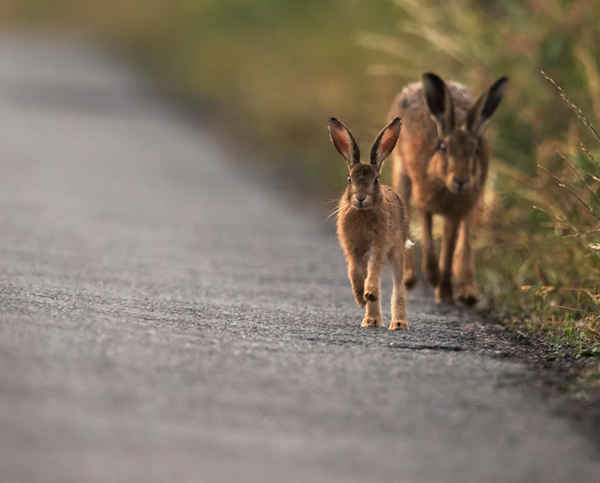 Một con thỏ nâu và thỏ con ở Gloucestershire, Vương quốc Anh. Ảnh: Jerome Murray / Alamy Stock Photo