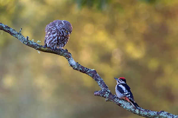 Một con cú nhỏ liếc nhìn con chim gõ kiến đốm lớn ở Ringmer, Lewes, Đông Sussex, Anh. Ảnh: Phil Winter / SWNS.com
