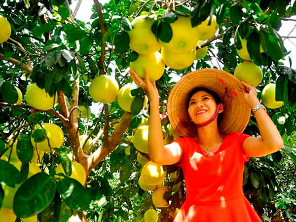 Bưởi Phúc Trạch ở Hương Khê đã trở thành thương hiệu nổi tiếng khắp cả nước( Ảnh Minh Lý)