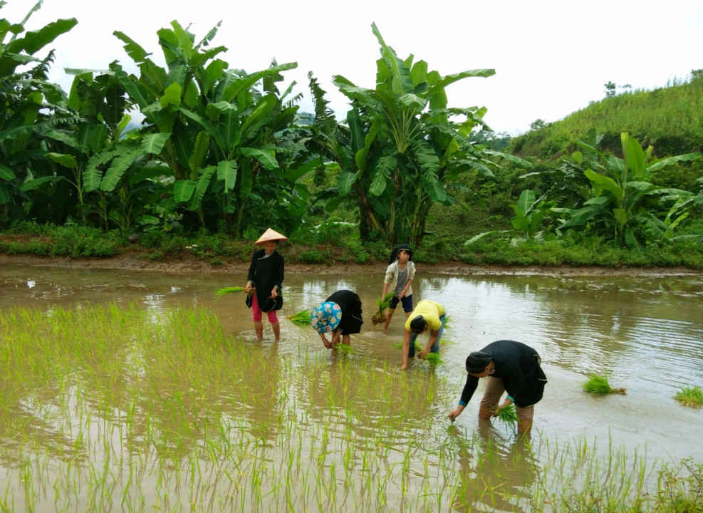 Người dân khôi phục sản xuất nông nghiệp.