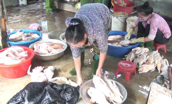 Nhân viên đang xử lý vịt bằng hàn the để làm trắng và bảo quản