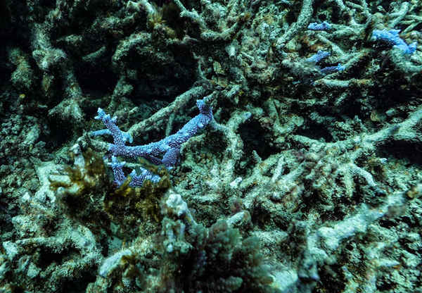 Những phần còn sót lại của thuộc địa san hô phân nhánh sôi động trên Great Barrier Reef. Ảnh: Dean Miller / Great Barrier Reef Legacy / Hội đồng khí hậu