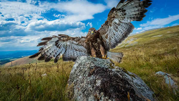 Một con chim ó nằm trên tảng đá phủ rêu ở Quận Hồ. Ảnh: Coatsey / Alamy Stock Photo