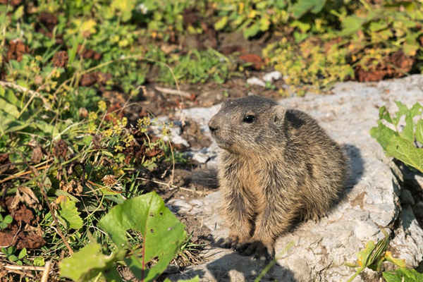 Một con macmôt con ở Malbun, Liechtenstein. Ảnh: Manfred Bohn / Alamy Stock Photo