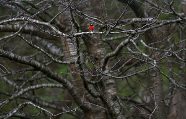Chim cổ đỏ ở Kayena, miền Bắc Tasmania, Úc. Ảnh: Barbara Walton / EPA