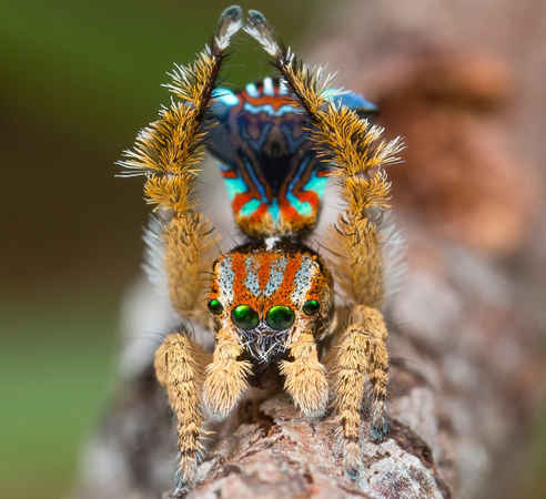 Maratus Unicup - một con nhện công mới được đặt tên gần đây. Maratus Unicup được Jurgen Otto phát hiện hồi tháng 10/2017. Ảnh: Jurgen Otto