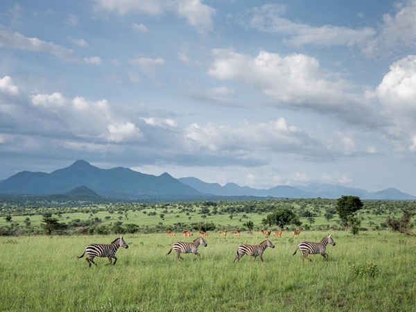 Công viên quốc gia Kidepo Valley ở Uganda. Ảnh: Thom Pierce