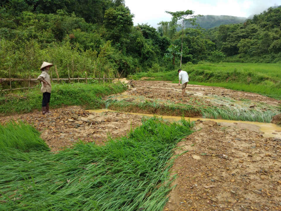 Nhiều diện tích lúa bị mất trắng sau mưa lũ do lòng suối bị bồi lấp
